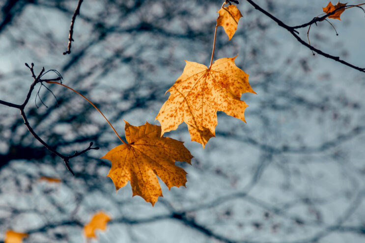 1 октября порадует жителей Тверской области отсутствием осадков 1 октября порадует жителей Тверской области отсутствием осадков