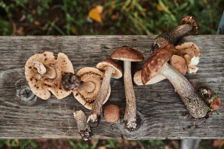 Тверская область вошла в ТОП грибных регионов России