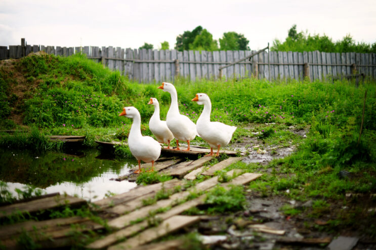 Приметы: Почему нельзя мыться в день Никиты Гусятника
