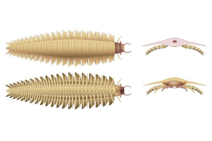 Ученые восстановили морду гигантской доисторической многоножки Ученые восстановили морду гигантской доисторической многоножки