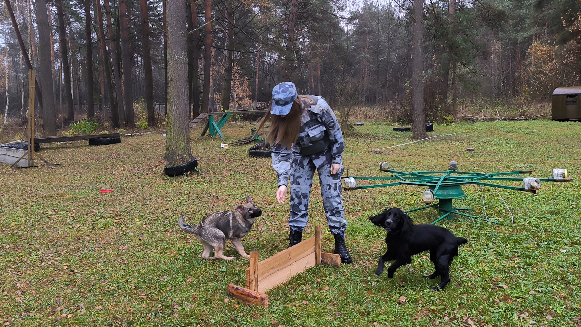В Тверской области пять щенков обучаются основам "профессии" в Центре кинологической службы МВД