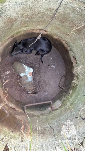 В Тверской области спасатели достали собаку из открытого колодца