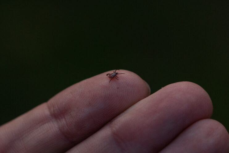 Клещи укусили почти 4000 жителей Тверской области в этом году Клещи укусили почти 4000 жителей Тверской области в этом году