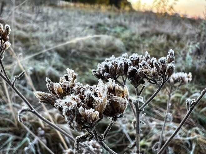 Ночью в Тверской области ожидаются заморозки Ночью в Тверской области ожидаются заморозки