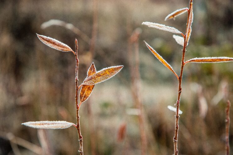 Последний день октября в Тверской области ожидается ясным и холодным
