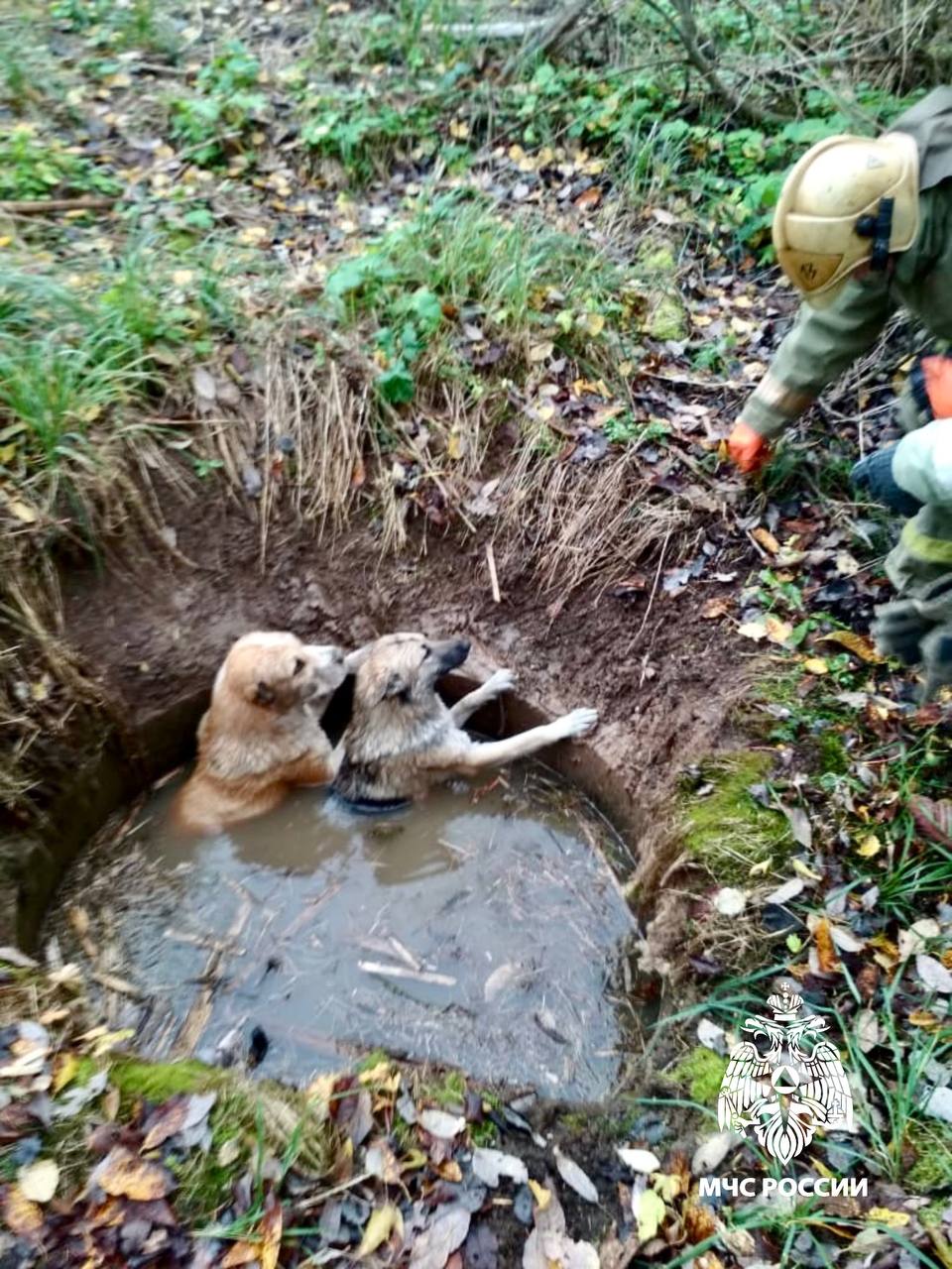 В Тверской области спасатели достали из водяной ямы двух собак В Тверской области спасатели достали из водяной ямы двух собак