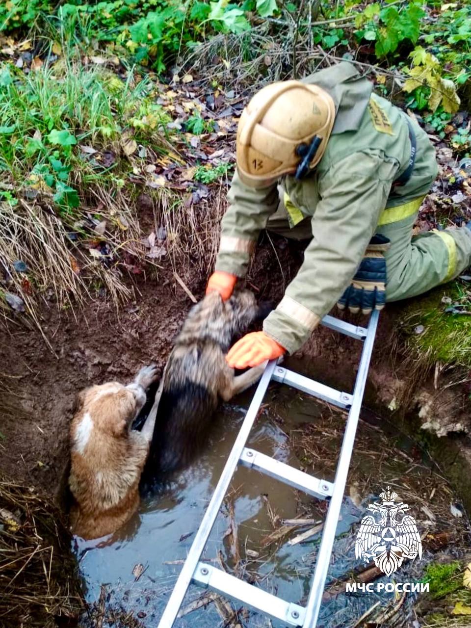В Тверской области спасатели достали из водяной ямы двух собак