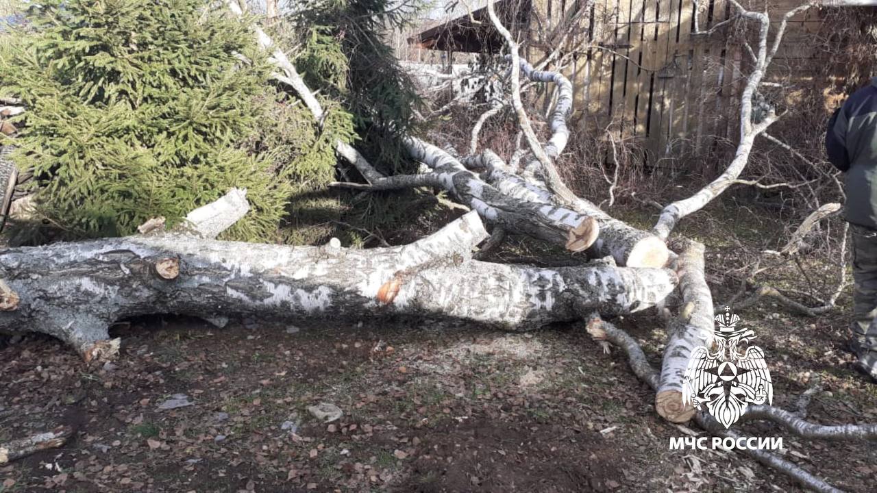 В Тверской области спасатели помогли жителям избавиться от опасного дерева