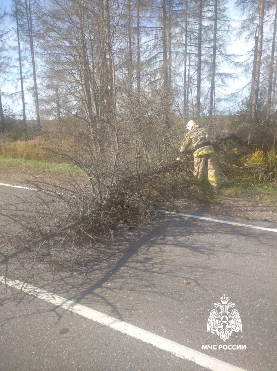 В Тверской области упавшее дерево перегородило проезжую часть В Тверской области упавшее дерево перегородило проезжую часть