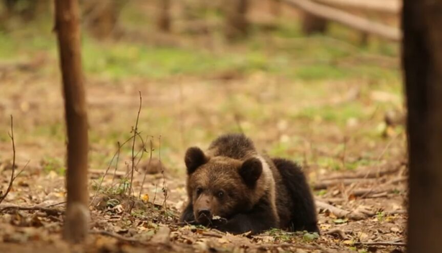 Воспитанники Центра спасения медвежат-сирот готовятся к зиме