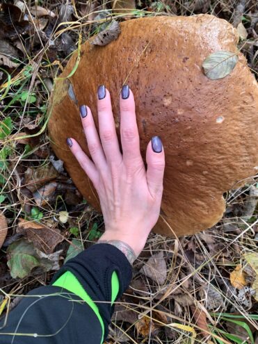 В Тверской области был найден царь леса и всех грибов