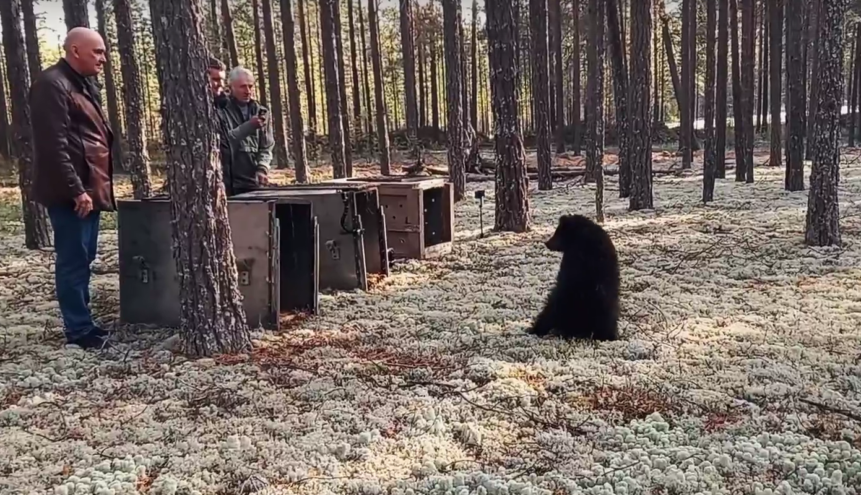 Подопечные из торопецкого Центра спасения медвежат-сирот вернулись на родину в Югру Подопечные из торопецкого Центра спасения медвежат-сирот вернулись на родину в Югру