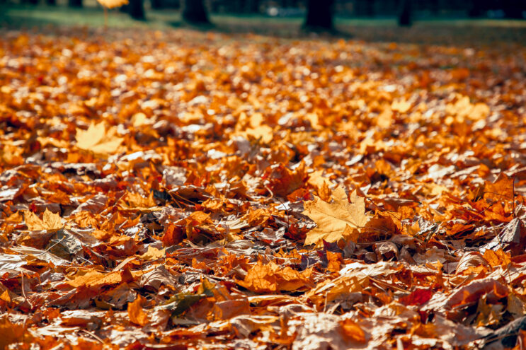 Жителей Тверской области ждёт солнечный выходной