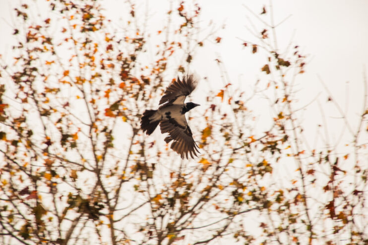 Заморозки и сильный ветер проверят жителей Верхневолжья на прочность