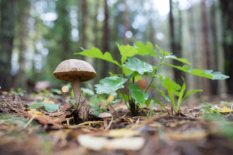 Тверская область вновь стала одним из самых грибных регионов страны Тверская область вновь стала одним из самых грибных регионов страны