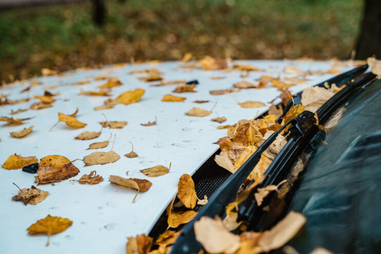 Жителей Тверской области ждёт похолодание до ноябрьских температур