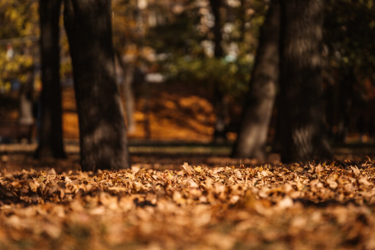 Во вторник в Тверской области будет солнечно