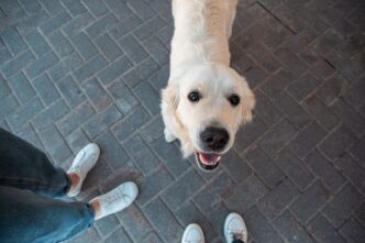 Приметы: для чего 6 ноября нужно накормить белую собаку Приметы: для чего 6 ноября нужно накормить белую собаку