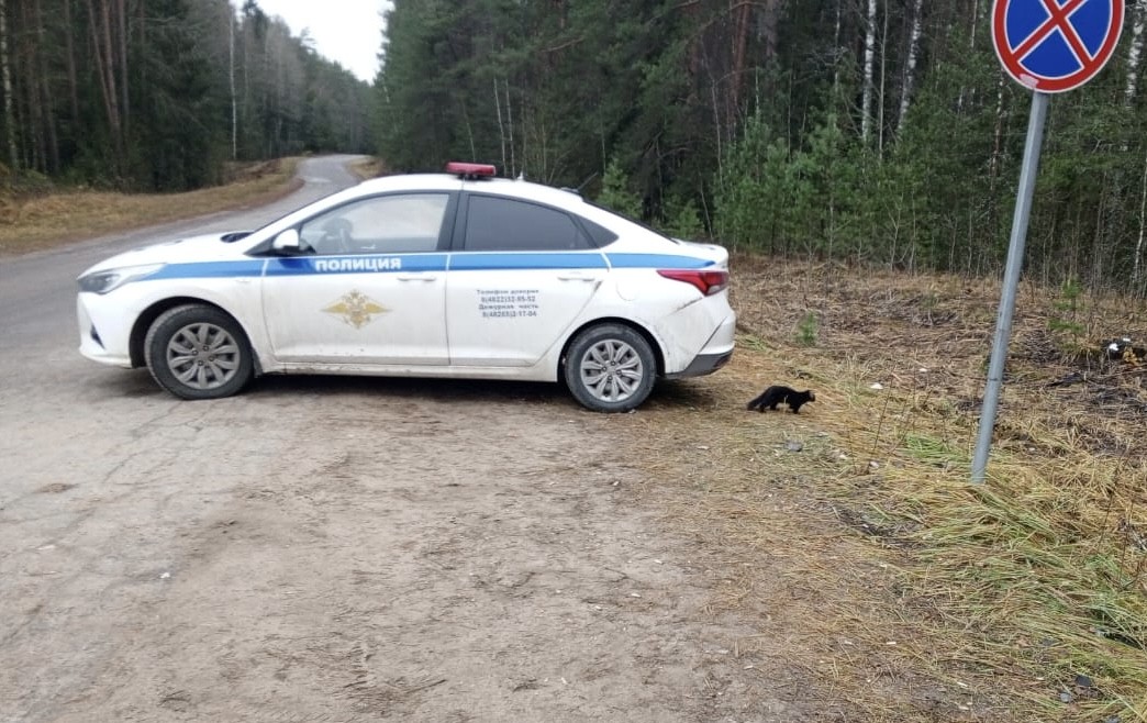 Сбежавшая во время атаки беспилотников в Торопце норка живет у поста ГАИ Сбежавшая во время атаки беспилотников в Торопце норка живет у поста ГАИ