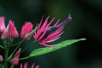 Жителей Твери приглашают в Ботанический сад на свидание с «бразильской красоткой» Жителей Твери приглашают в Ботанический сад на свидание с «бразильской красоткой»