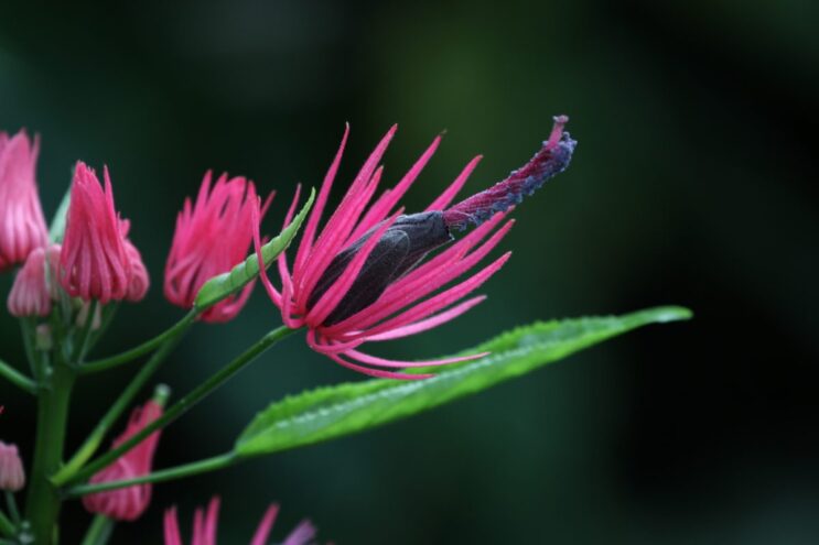 Жителей Твери приглашают в Ботанический сад на свидание с «бразильской красоткой»