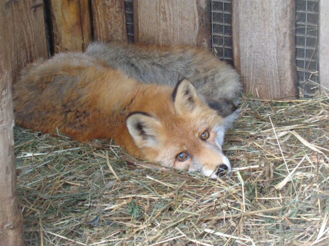 В тверском реабилитационном центре диких животных умер лис-долгожитель В тверском реабилитационном центре диких животных умер лис-долгожитель
