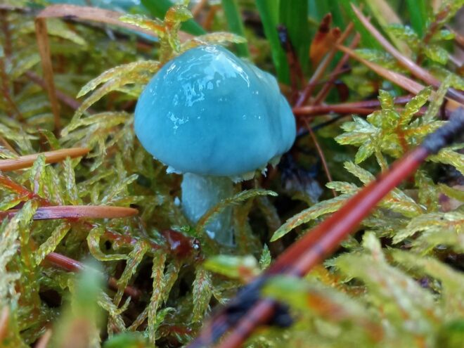 В лесу Тверской области были найдены грибы необычного цвета В лесу Тверской области были найдены грибы необычного цвета