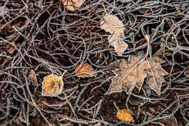 В Тверской области похолодает до -5 градусов