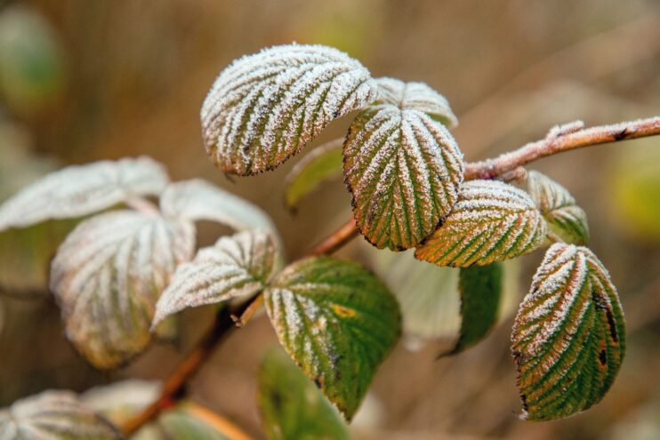 Снег и заморозки: Какая погода ждет жителей Тверской области 2 ноября Снег и заморозки: Какая погода ждет жителей Тверской области 2 ноября