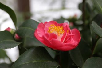 В тверском Ботаническом саду зацвели японские камелии В тверском Ботаническом саду зацвели японские камелии