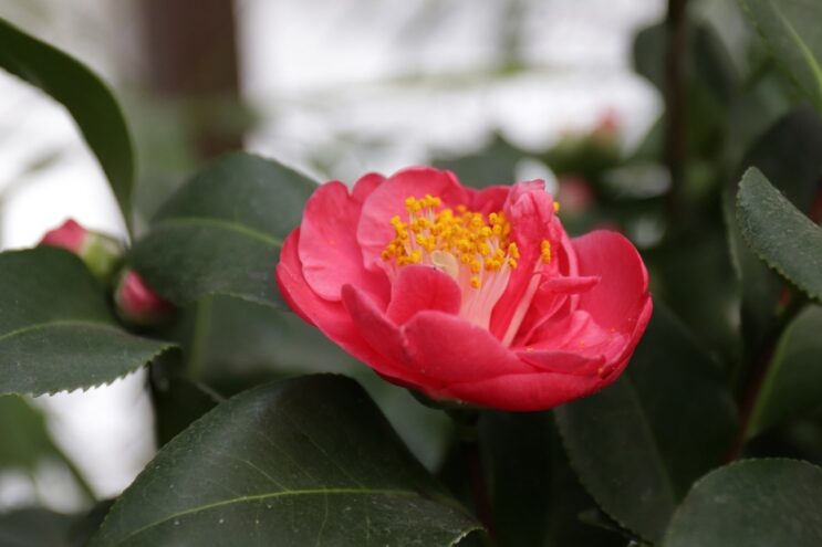 В тверском Ботаническом саду зацвели японские камелии В тверском Ботаническом саду зацвели японские камелии