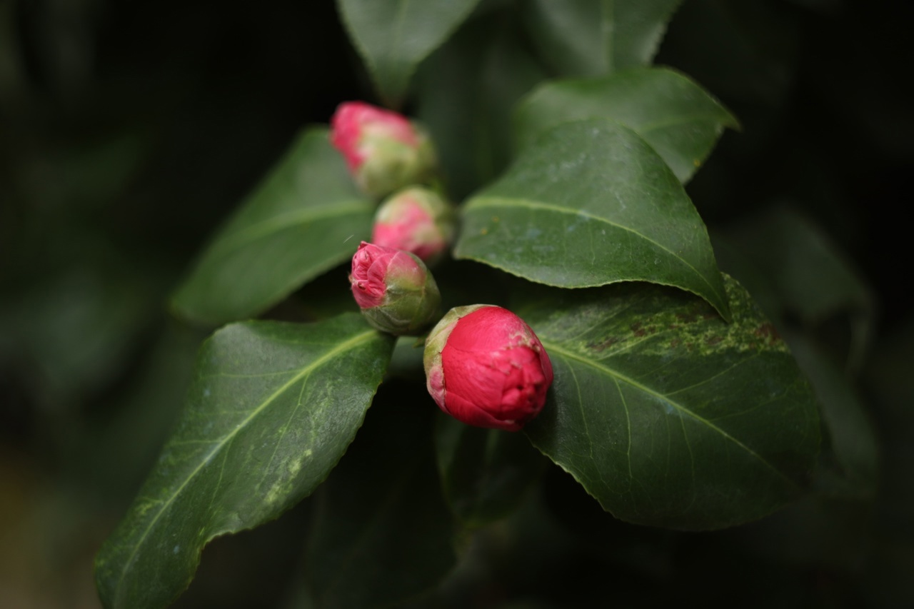 В тверском Ботаническом саду зацвели японские камелии