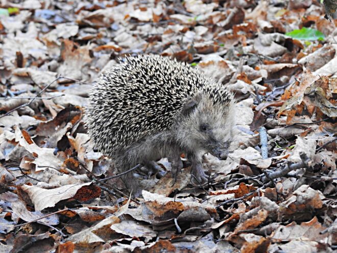 Жительница Твери встретила в парке ежа-шатуна Жительница Твери встретила в парке ежа-шатуна