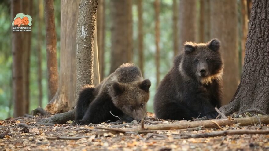 Сотрудники Центра спасения медвежат-сирот поделились видеосюжетом из жизни воспитанников Сотрудники Центра спасения медвежат-сирот поделились видеосюжетом из жизни воспитанников
