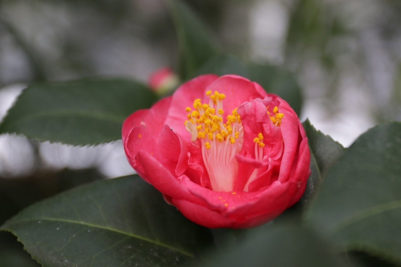 В тверском Ботаническом саду зацвели японские камелии