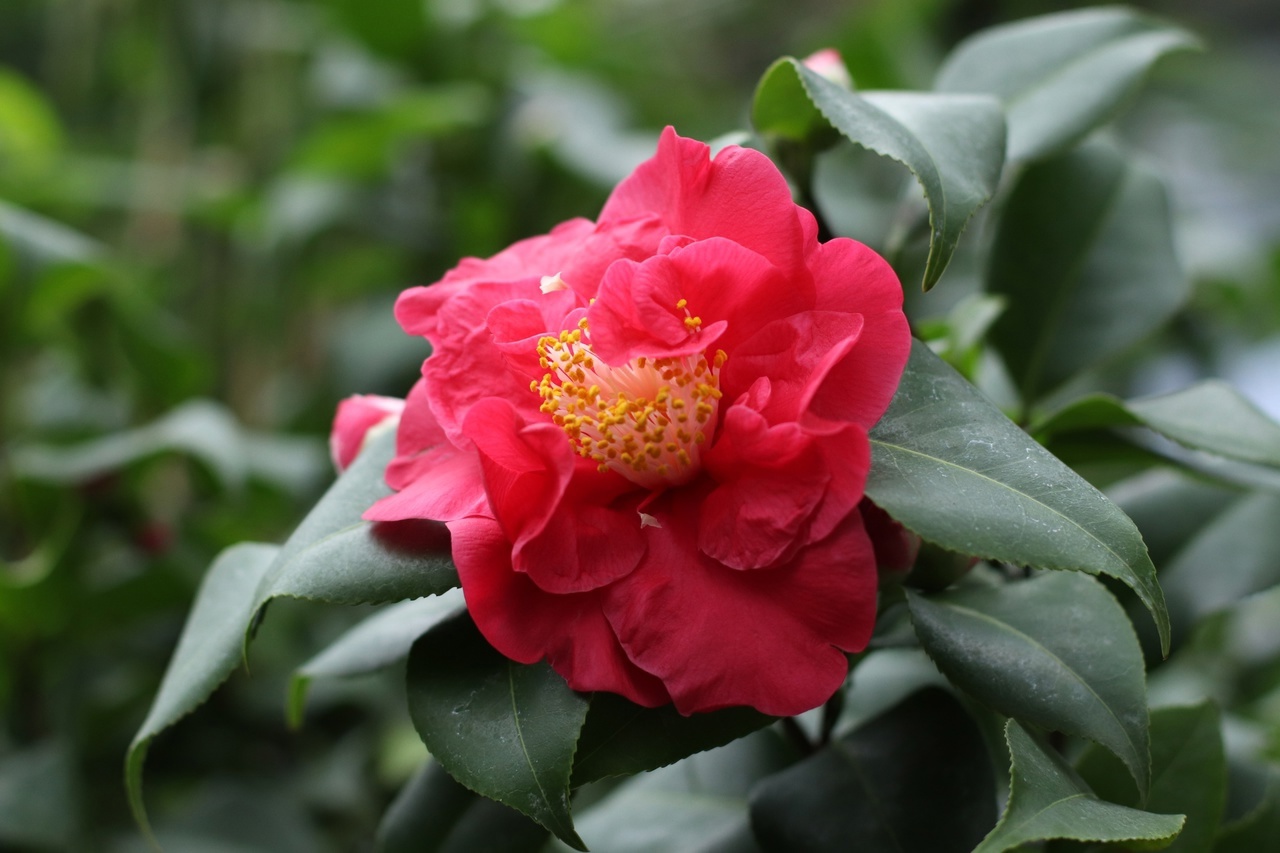 В тверском Ботаническом саду зацвели японские камелии