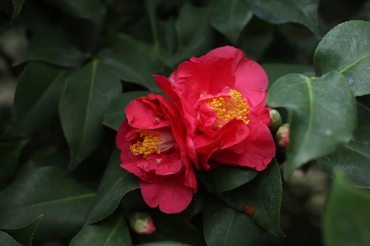 В тверском Ботаническом саду зацвели японские камелии