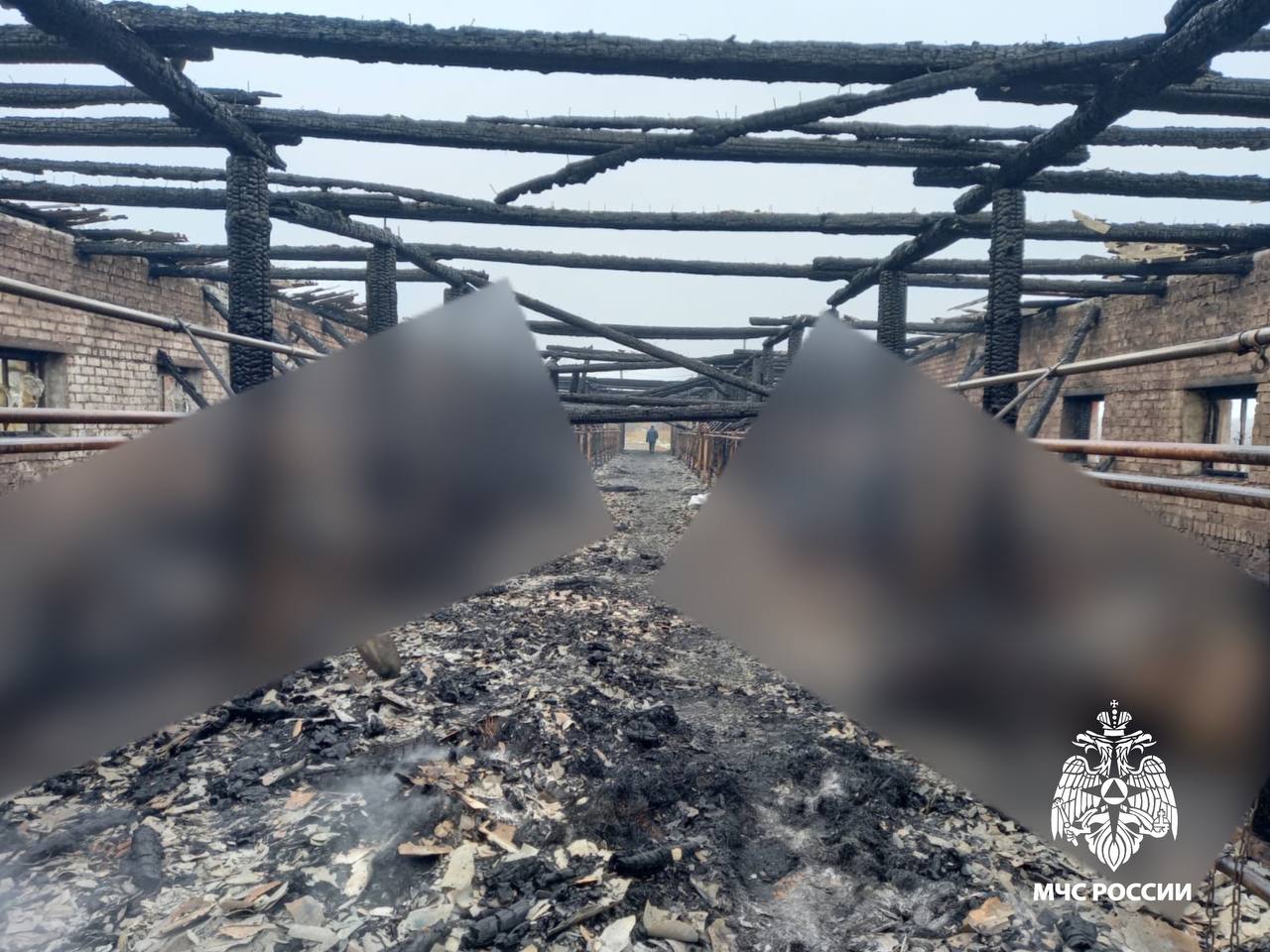 В Тверской области во время пожара на ферме погибли 19 коров