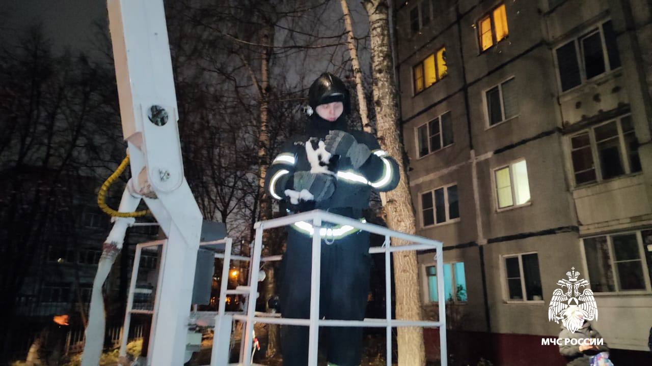 Сотрудники МЧС помогли жителю Твери вернуть кота домой