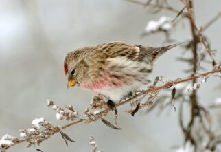 Тверитянин покорил международное жюри фотографией чечётки Тверитянин покорил международное жюри фотографией чечётки
