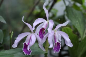 В тверском Ботаническом саду впервые расцвела «рождественская» орхидея В тверском Ботаническом саду впервые расцвела «рождественская» орхидея