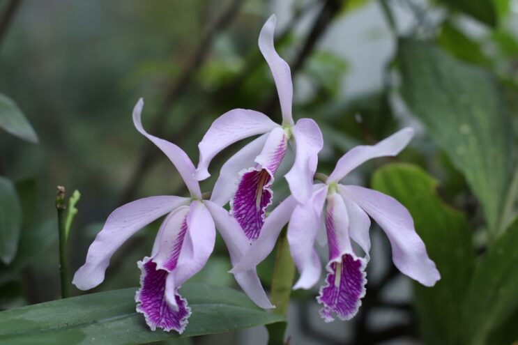 В тверском Ботаническом саду впервые расцвела «рождественская» орхидея В тверском Ботаническом саду впервые расцвела «рождественская» орхидея