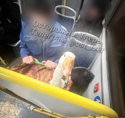 В тверском автобусе заметили пернатого «пассажира» В тверском автобусе заметили пернатого «пассажира»