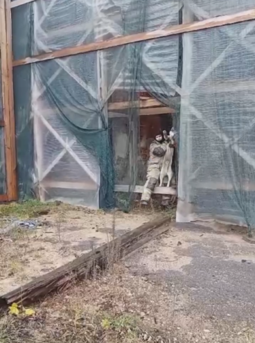 В Тверской области спасли хаски, застрявшего в заброшенном здании