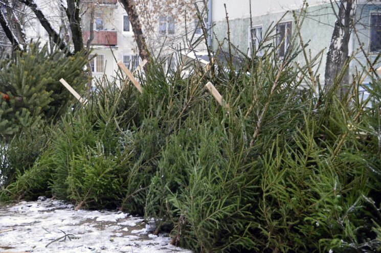 Где в Твери купить елку: адреса елочных базаров