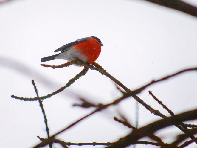 Чем кормить птиц и во сколько это делать: для школьников Андреаполя провели эко-час Чем кормить птиц и во сколько это делать: для школьников Андреаполя провели эко-час
