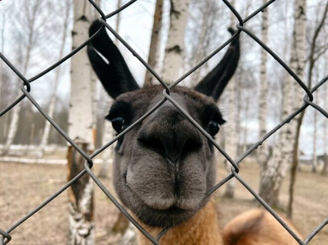 Плюются и щипаются: среди оленей на ферме под Тверью живут необычные животные инков Плюются и щипаются: среди оленей на ферме под Тверью живут необычные животные инков