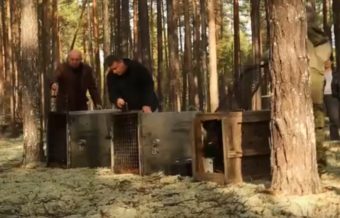 Сотрудники Центра спасения медвежат-сирот подвели итоги выпусков подопечных в 2024 году Сотрудники Центра спасения медвежат-сирот подвели итоги выпусков подопечных в 2024 году