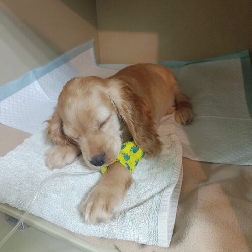 Тверские ветеринары спасли щенка, проглотившего булавку