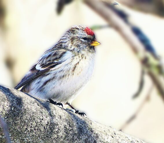 В Тверь прилетели чечетки В Тверь прилетели чечетки